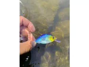 QUANTUM 4G 4CM BLUE GILL FAT MINNOW SR VÝPRODEJ