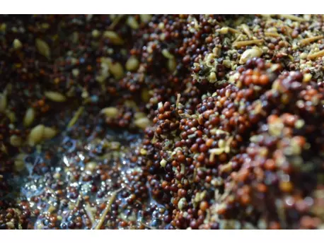 Řepka sladká partikl 10kg