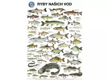 Plakát Ryby našich vod s lištami na pověšení