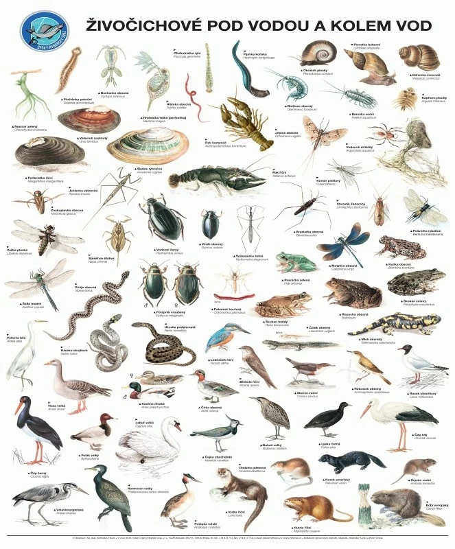 Plakát Živočichové pod vodou a kolem vod s lištami na pověšení