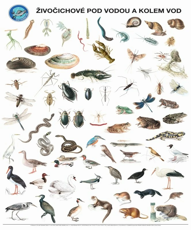 Plakát Živočichové pod vodou a kolem vod s lištami na pověšení