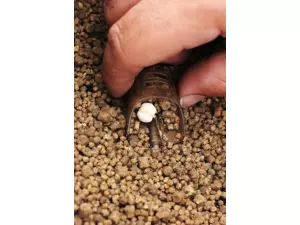 DRENNAN Pellet Feeder 30g