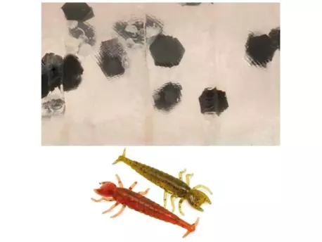 RAPTURE Gumová nástraha Hellgrammite 42mm/8ks/bal.|Pearl Blue VÝPRODEJ