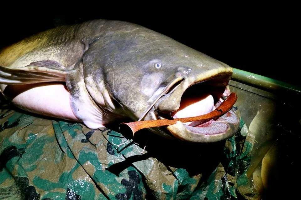 JP sumcová vábnička Černá 07