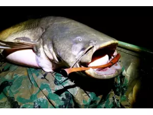 JP sumcová vábnička Černá 02