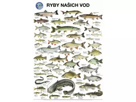 Plakát ryby našich vod