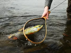 GABY polštářek PSTRUH potoční standart 62cm