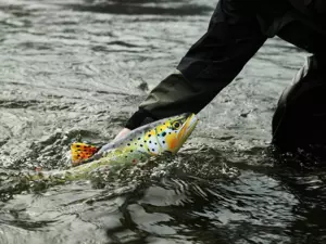 GABY polštářek PSTRUH potoční standart 62cm